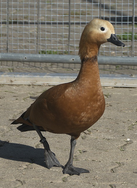 吉迪